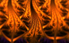 flamelet_example_0018